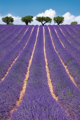  © ChantalS-fotolia.com