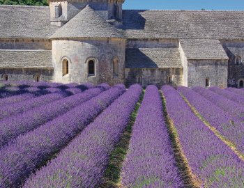 Lavendelblüte Abtei Senanque in Gordes © LianeM-fotolia.com