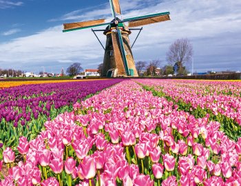 Windmühle in den Niederlanden © iStock.com/Freeartist