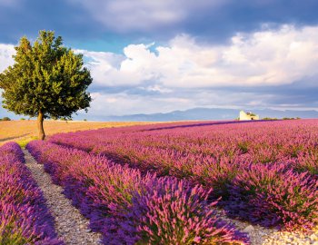 Lavendelfeld in Valensole © Irina Schmidt-fotolia.com