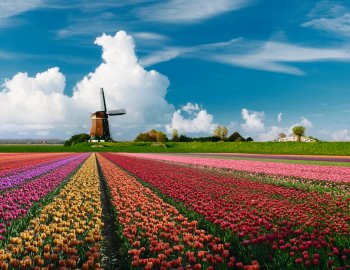 Tulpenblüte in Holland © iStock/JacobH