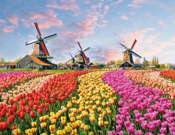 Tulpenfeld im Museumsdorf in Zaanse Schans © Olena Z - stock.adobe.com