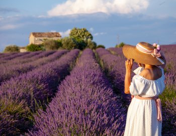 Lavendelfeld in der Provence &copy; francescodemarco - stock.adobe.com