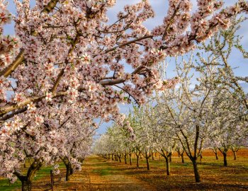 Mandelblüte in der Provence &copy; Marina - stock.adobe.com