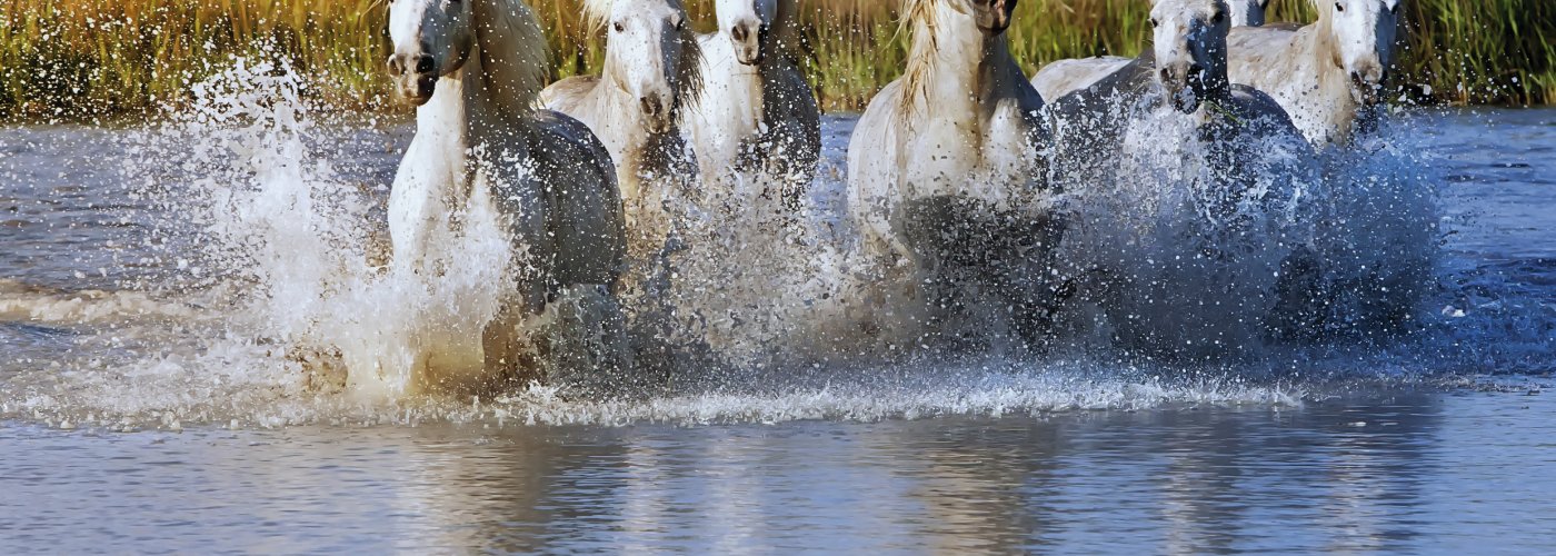 Die weissen Pferde der Camargue