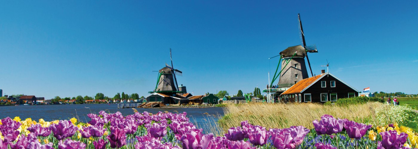 Tulpenblüte in Holland