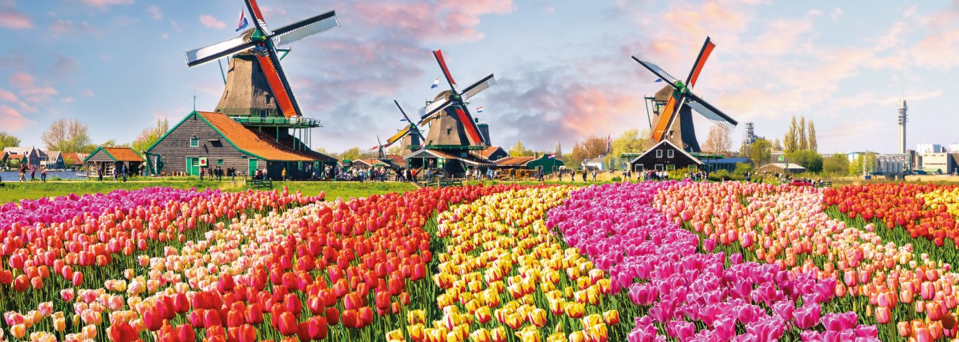 Tulpenfeld im Museumsdorf in Zaanse Schans