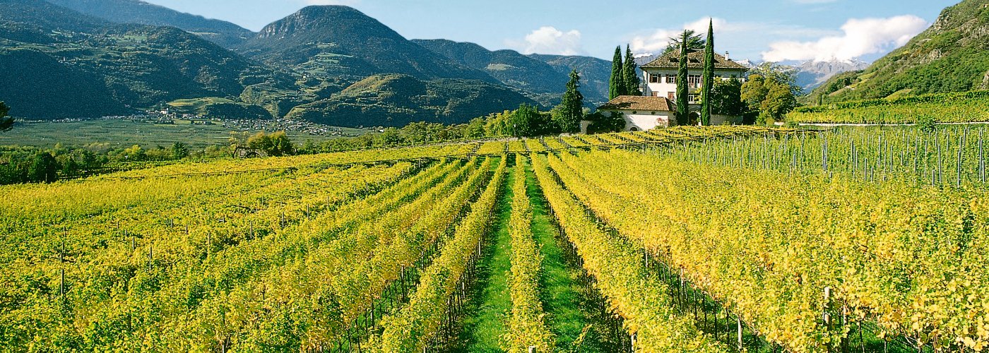 Weinberge an der Südtiroler Weinstraße